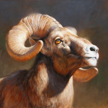 Bighorn Portrait | Oil | 11" x 14"