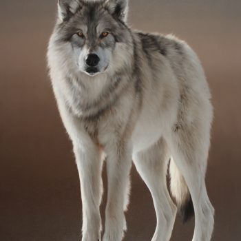 Extreme Interest | Oil | 60" x 44"