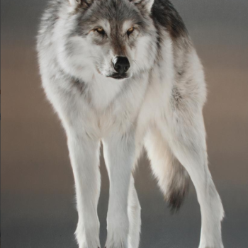 Nothing Escapes His Attention | Oil | 58" x 40"