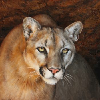 That Stare | Oil | 14" x 20"